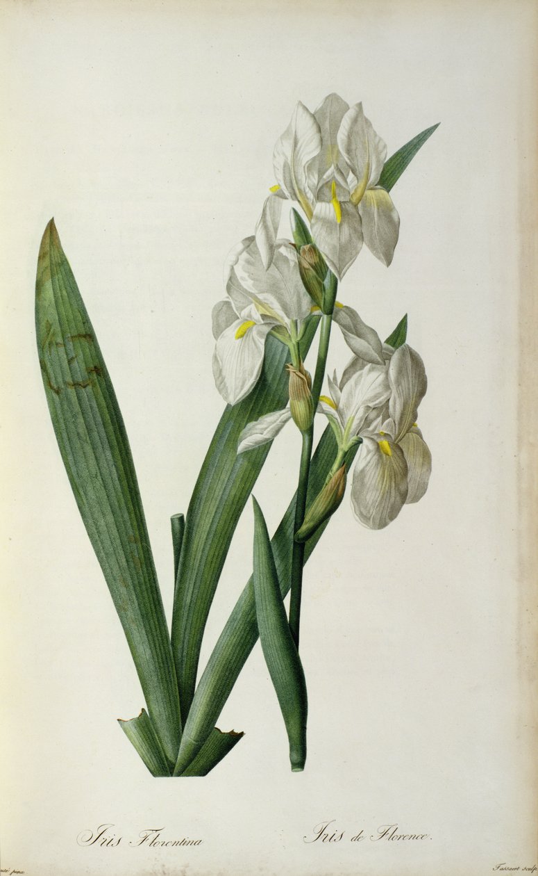 Iris Florentina, z ‚Les Liliacees‘, 1805 od Pierre Joseph Redouté