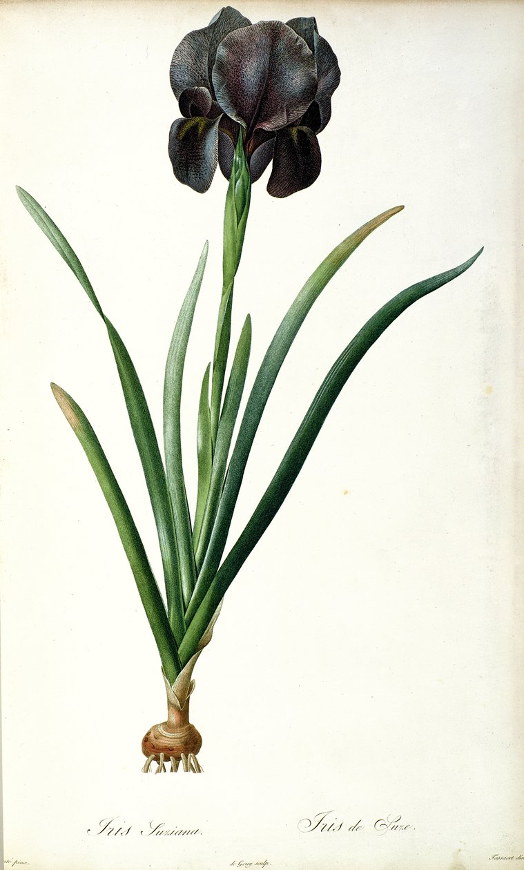 Iris Luxiana, z ‚Les Liliacees‘, 1805 od Pierre Joseph Redouté