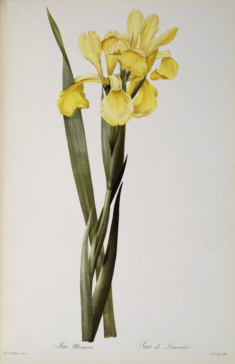 Iris Monnieri, z ‚Les Liliacees‘, 1808 od Pierre Joseph Redouté
