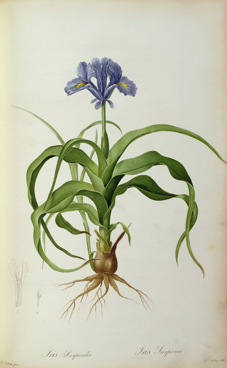 Iris Scorpioides, z „Les Liliacees“, 1805 od Pierre Joseph Redouté