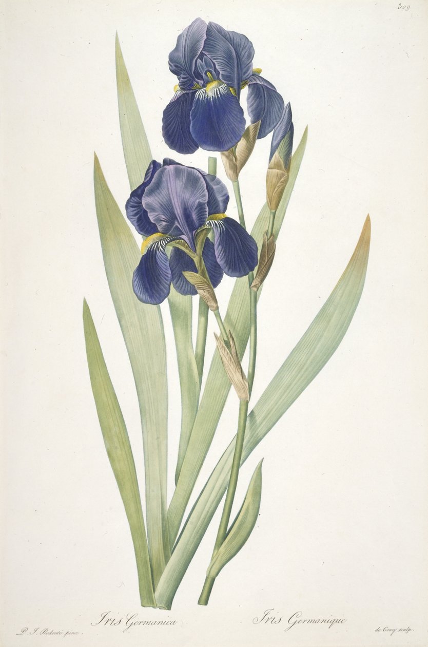 Iris germanica (Iris vousatý), 1812 od Pierre Joseph Redouté