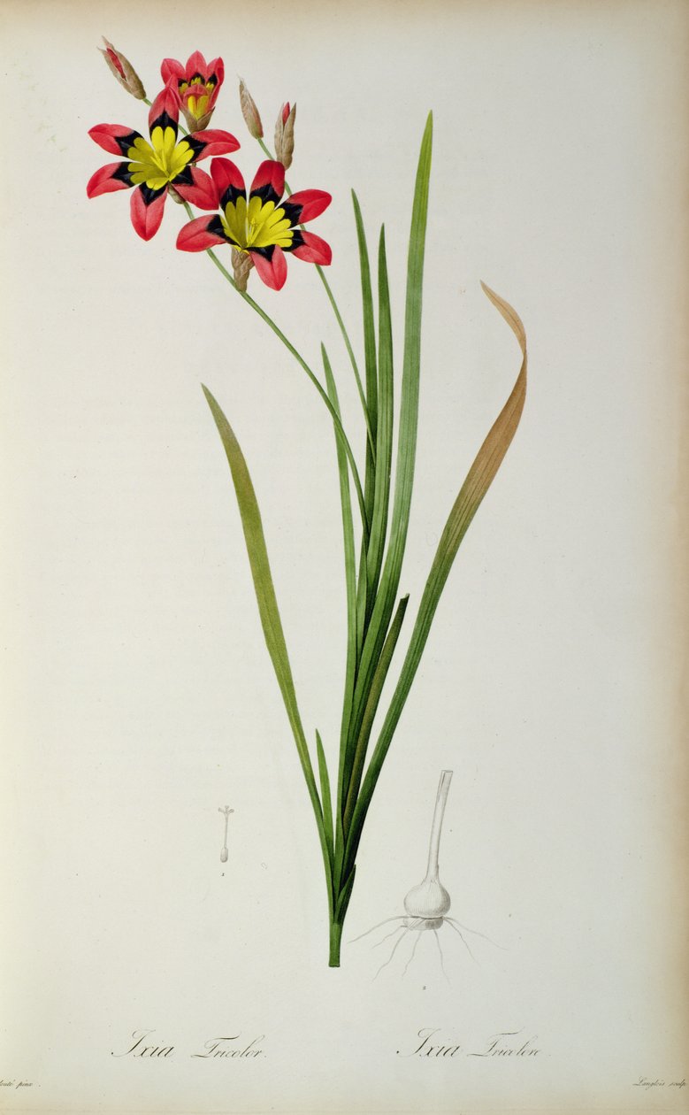 Ixia Tricolor, z „Les Liliacees“, 1805 od Pierre Joseph Redouté
