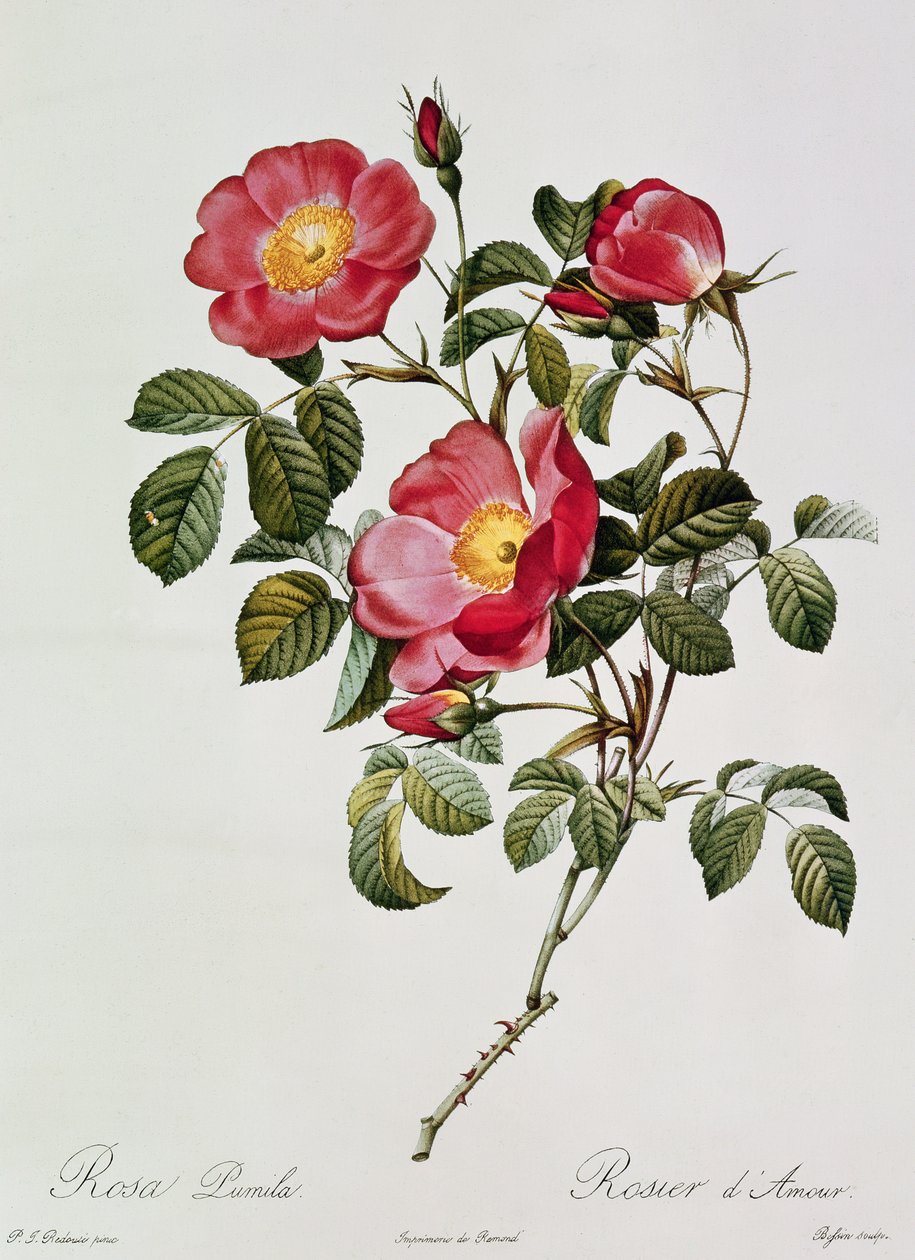 Les Roses de Thory. Rosa Pumilia (barevná litografie) od Pierre Joseph Redouté