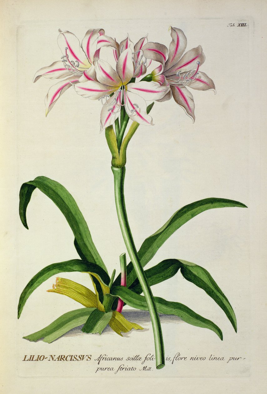 Lilio-Narcissus, Africanus, z ‚Plantae Selectae‘ od Christopha Jakoba Trewa (1695-1769), vydáno 1750-73 od Pierre Joseph Redouté