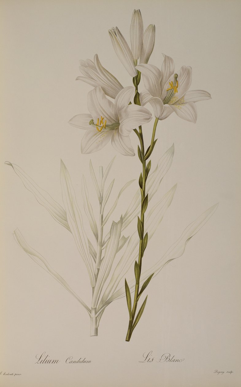 Lilium Candidum, z ‚Les Liliacees‘, 1807 od Pierre Joseph Redouté