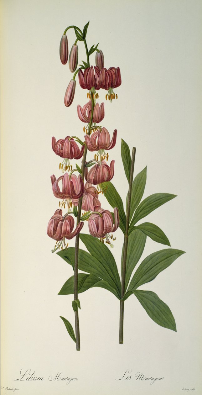 Lilium Martagon, z `Les Liliacees, 1806 od Pierre-Joseph Redouté