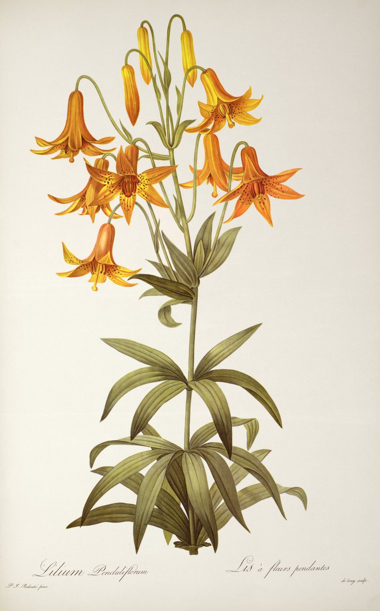 Lilium Penduliflorum, z 