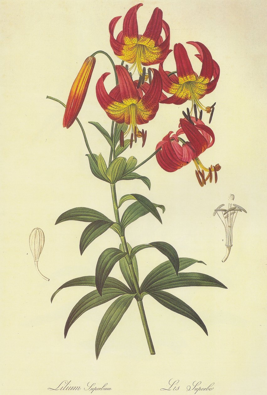Litografie od Pierre Joseph Redouté
