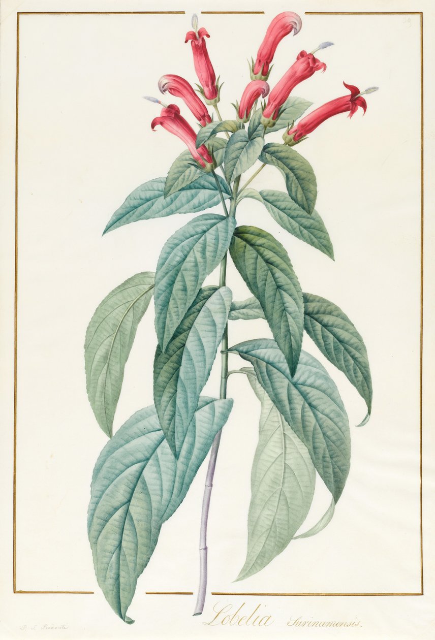 Lobelia Surinamensis (wc a tělová barva přes grafit na pergamenu) od Pierre Joseph Redouté