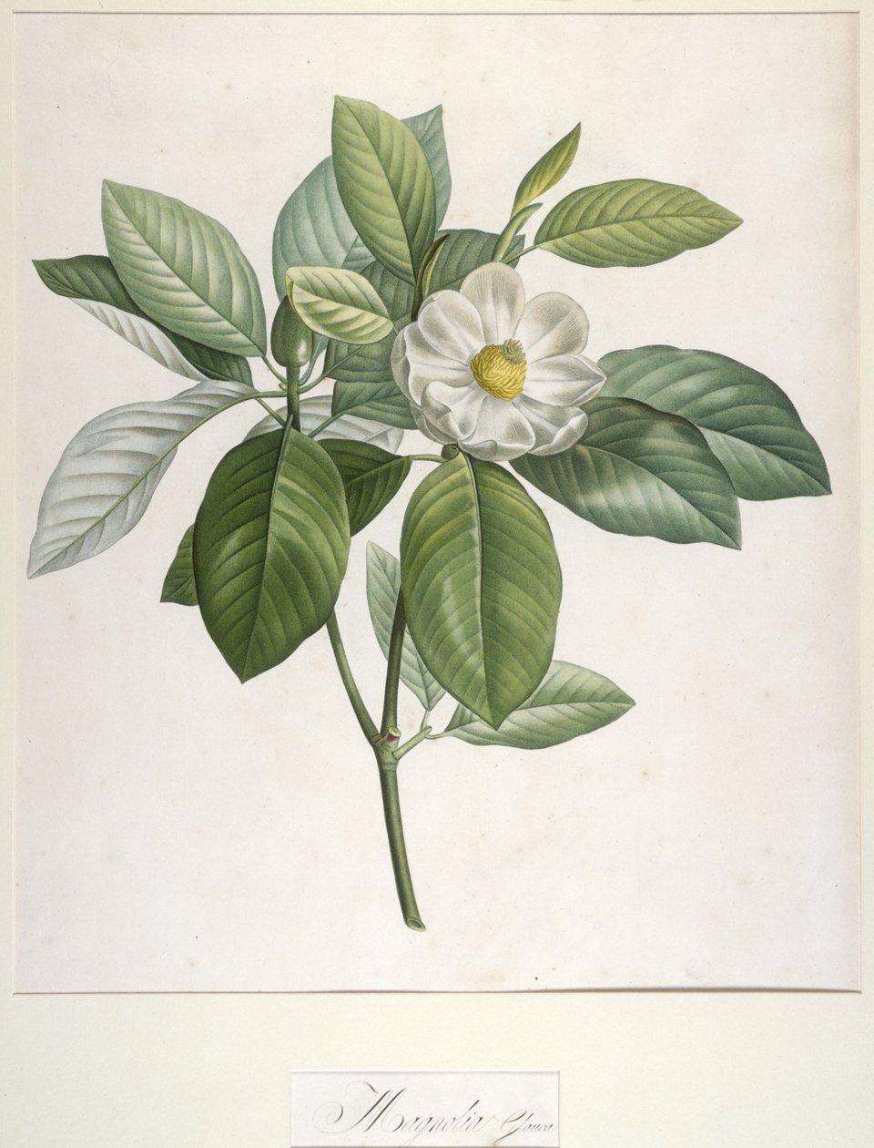 Magnolia Glauca, z Popis vzácných rostlin pěstovaných v Malmaison a Navarre, 1813 od Pierre Joseph Redouté