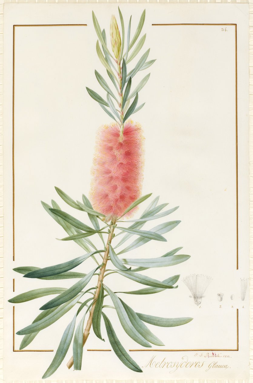 Metrosyderos Glauca, 1812 (wc a tělová barva přes grafit na pergamenu) od Pierre Joseph Redouté