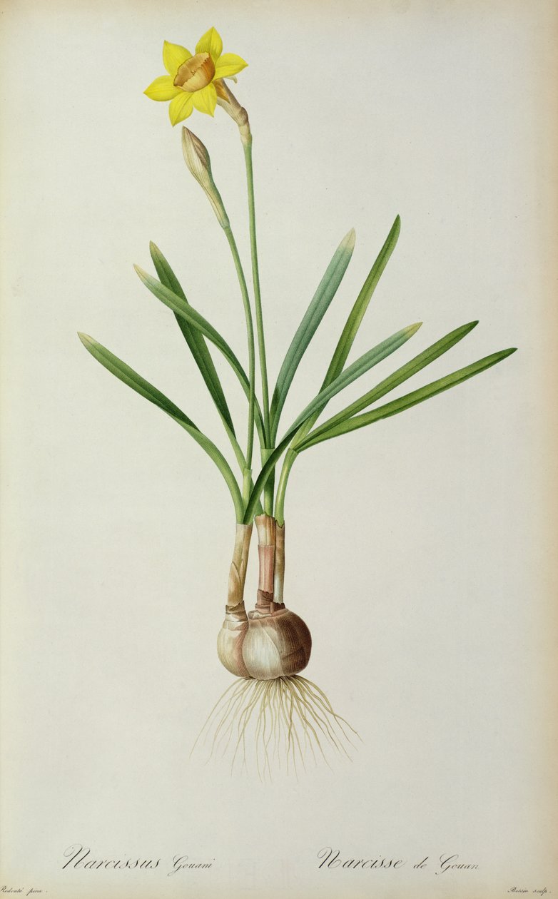 Narcissus Gouani, z „Les Liliacees“, 1805 od Pierre Joseph Redouté