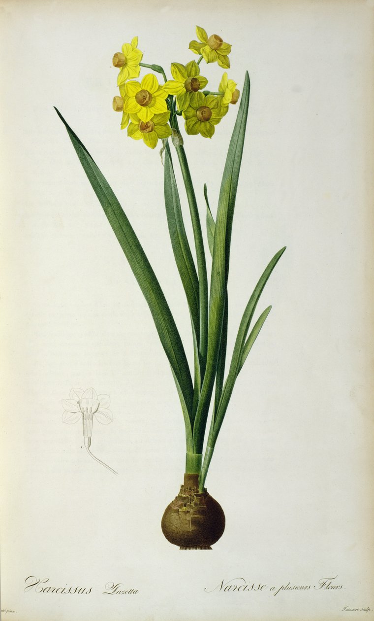 Narcissus Lazetta, z „Plantae Selectae“ od Christopha Jakoba Trewa (1695-1769), publikováno 175-53 od Pierre Joseph Redouté