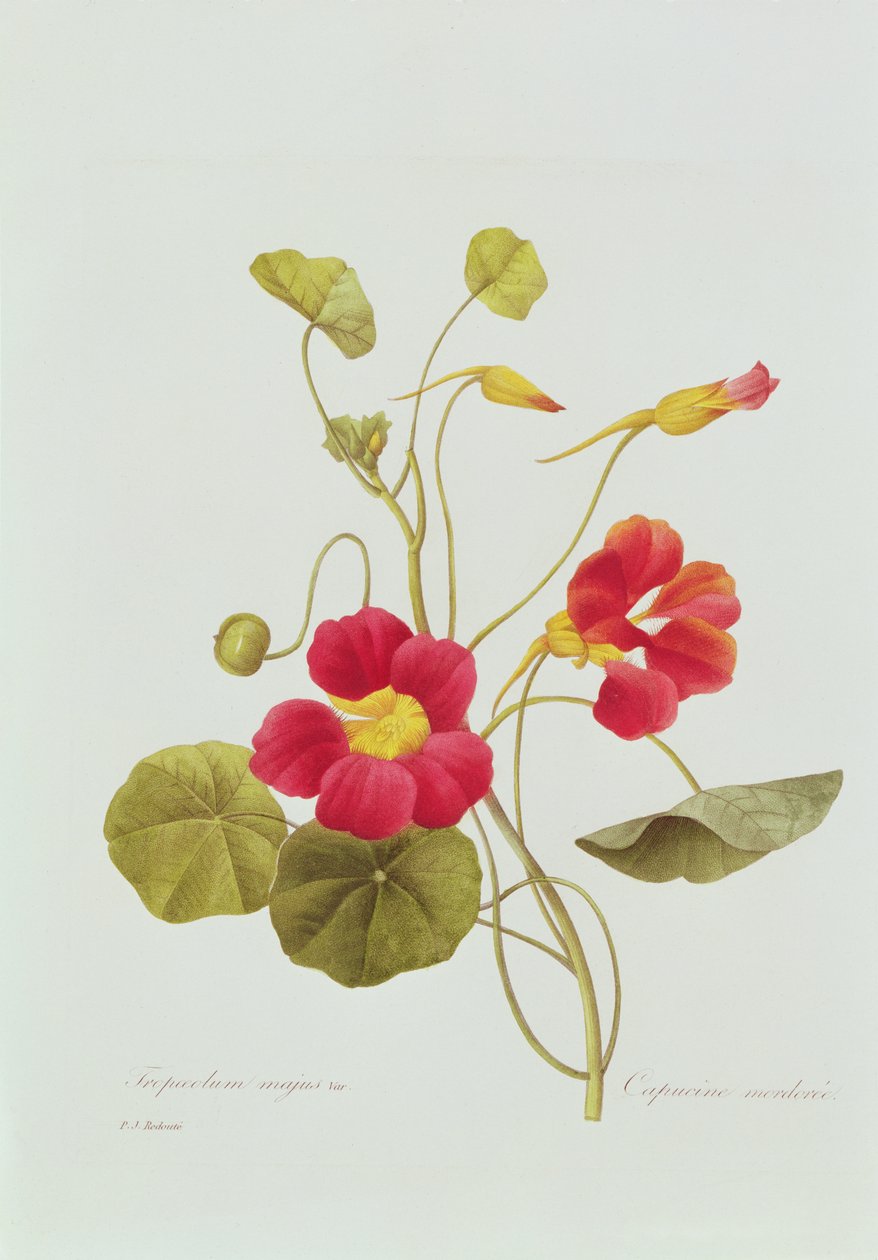 Nasturtium (barevné rytí) od Pierre Joseph Redouté