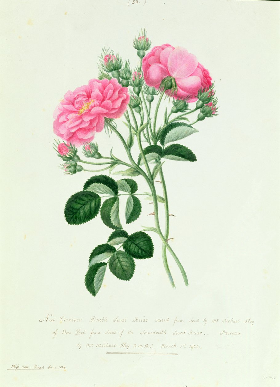 New Crimson Double Sweet Briar z New Yorku od Pierre Joseph Redouté