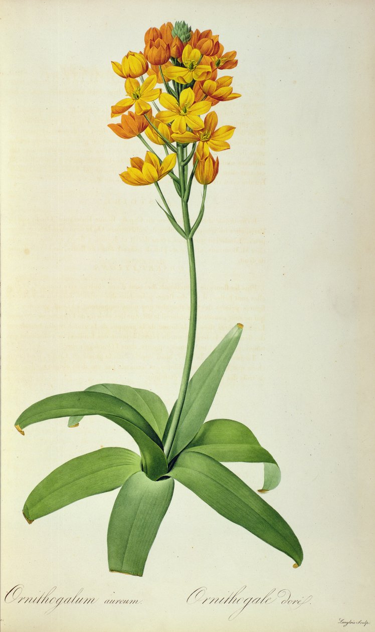 Golden Ornithogalum, z 