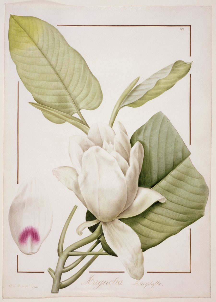 PD.122-1973f.33 Magnolia macrophylla, 1811 (tužka a wc na pergamenu) od Pierre Joseph Redouté