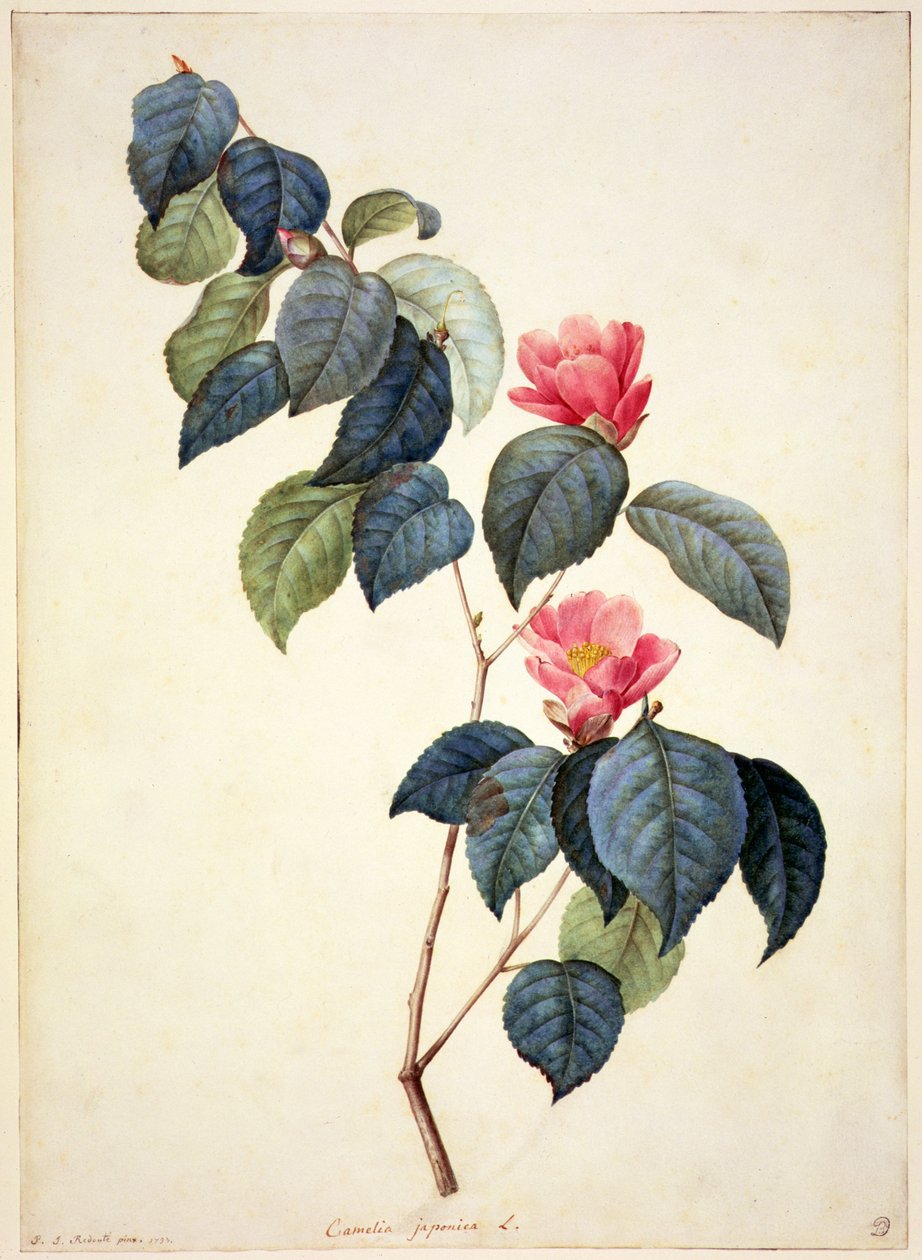 PD.21-1960 Camellia Japonica, 1793 od Pierre Joseph Redouté