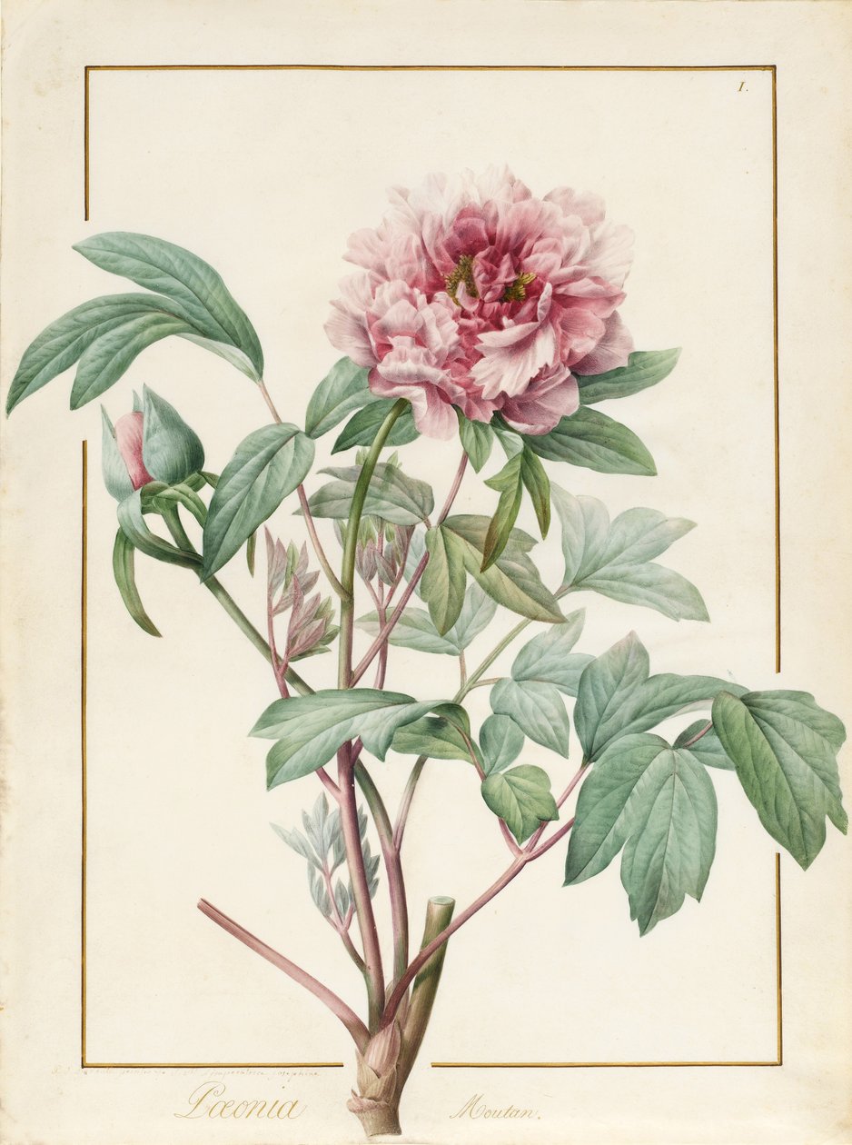Paeonia Montan (grafit a wc na pergamenu) od Pierre Joseph Redouté