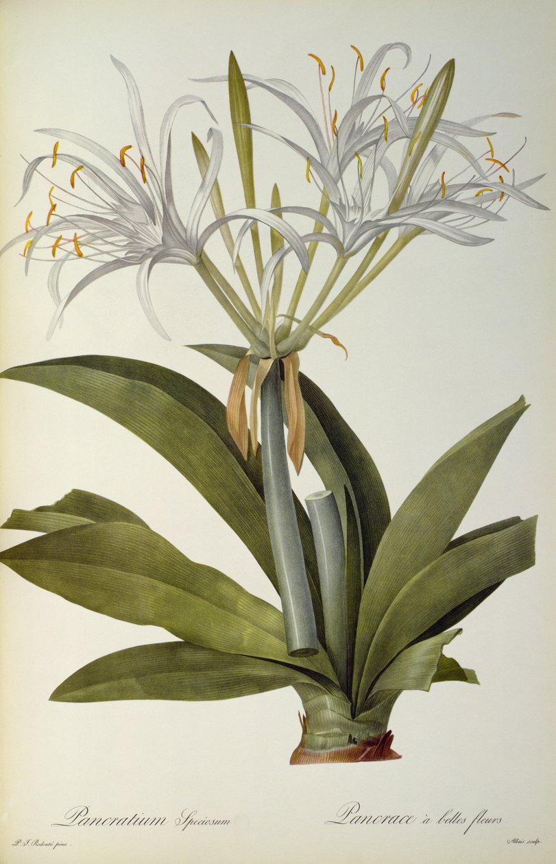 Pancratium speciosum, z ‚Les Liliacees‘, 1806 od Pierre Joseph Redouté