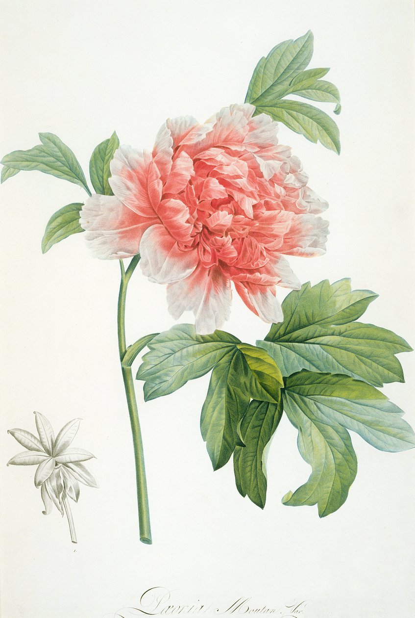 Pivoňka, 1799 (barevný tisk) od Pierre Joseph Redouté