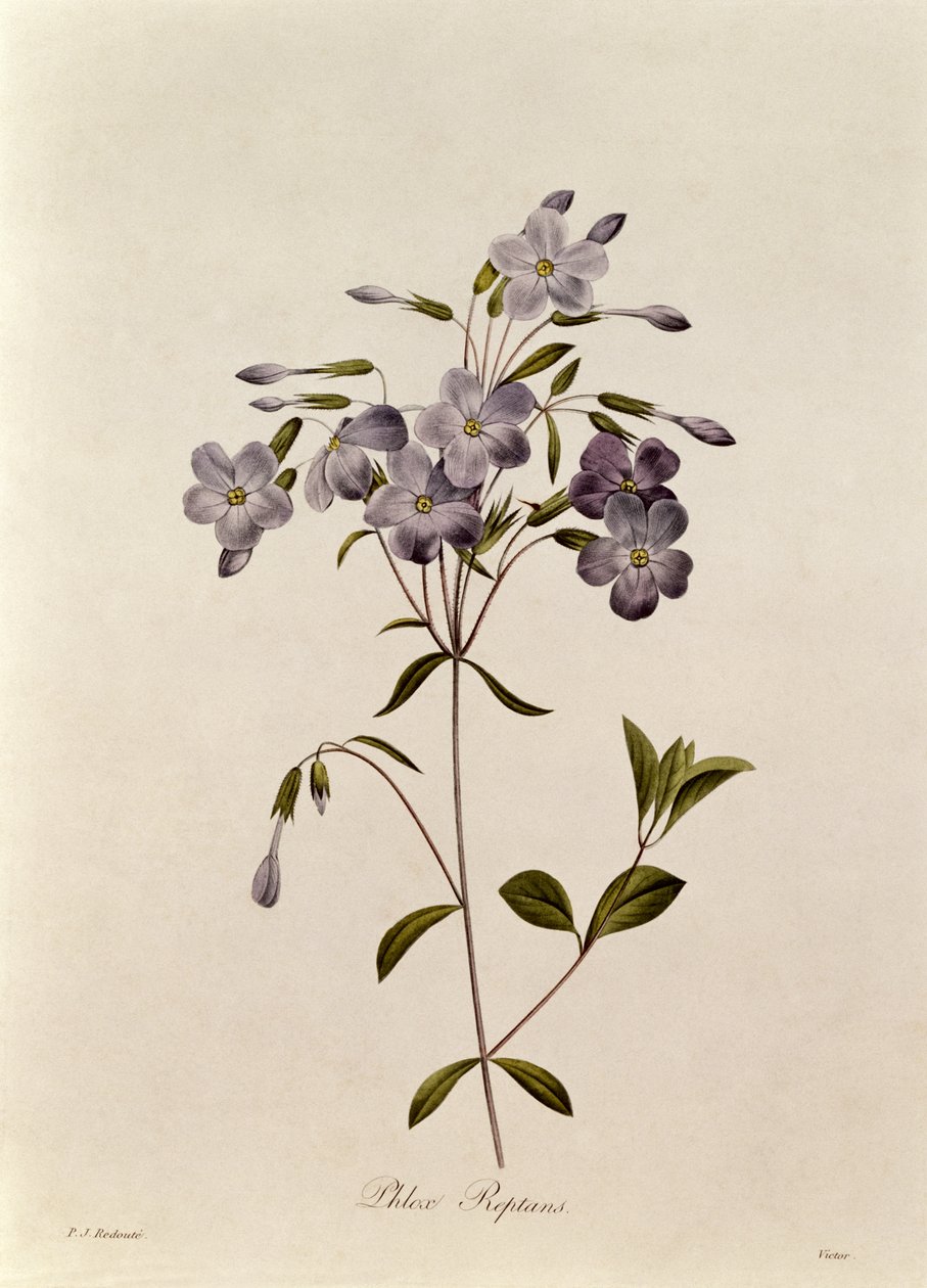 Phlox reptans od Pierre Joseph Redouté
