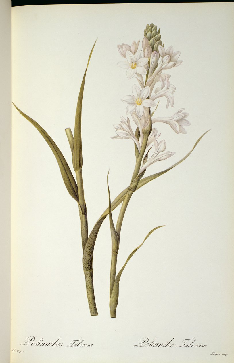 Polianthes Tuberosa, z `Les Liliacees
