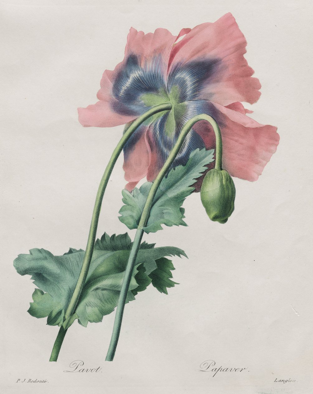 Poppy (Papaver), od Redouté, od Pierre Joseph Redouté