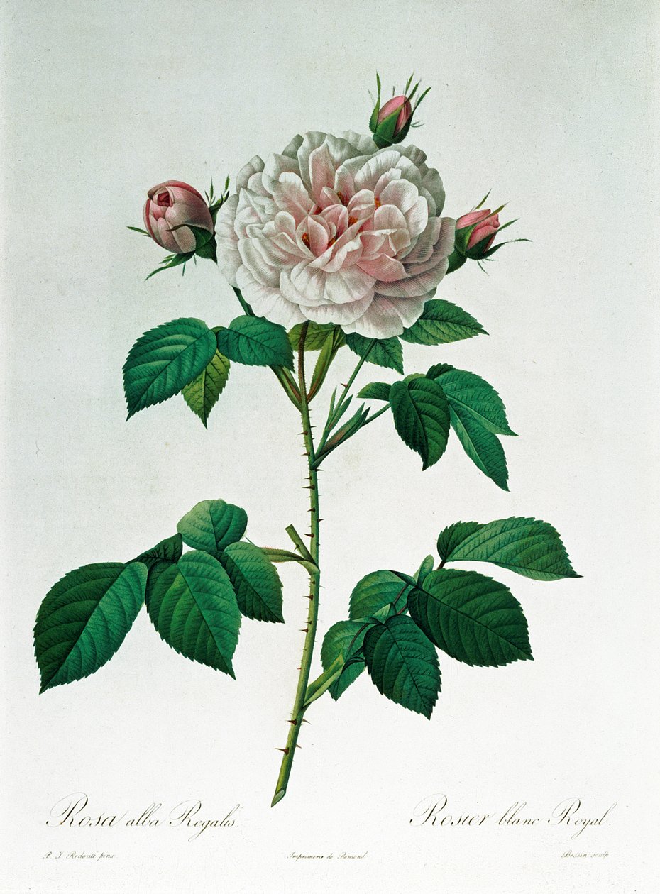 Rosa Alba Regalis, rytina Bessin od Pierre Joseph Redouté