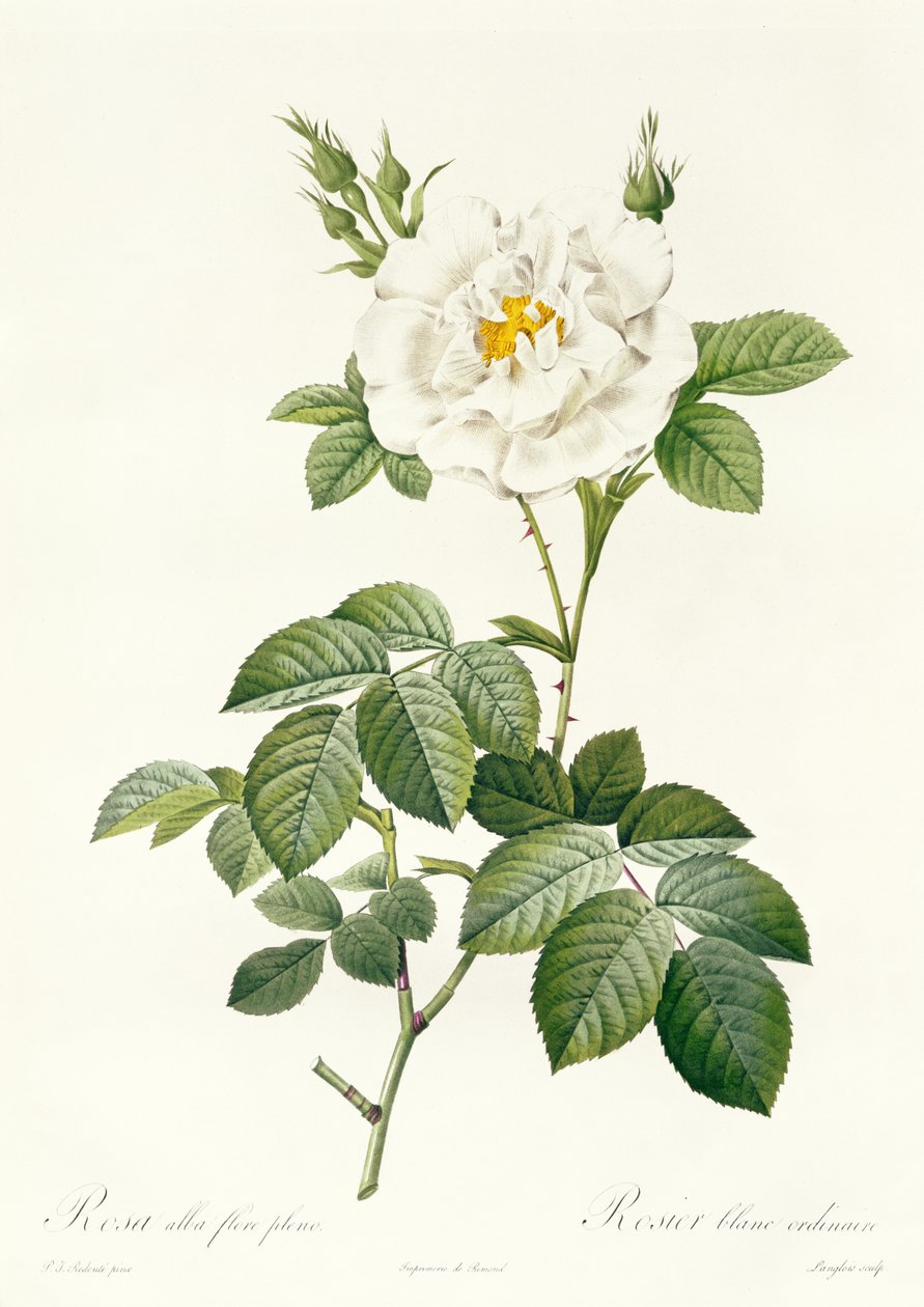 Rosa Alba flore pleno od Pierre Joseph Redouté