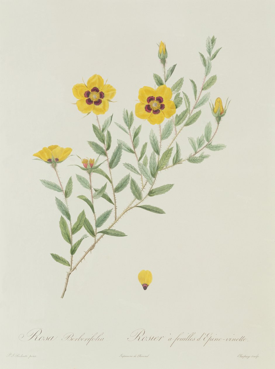 Rosa Berberifolia od Pierre Joseph Redouté