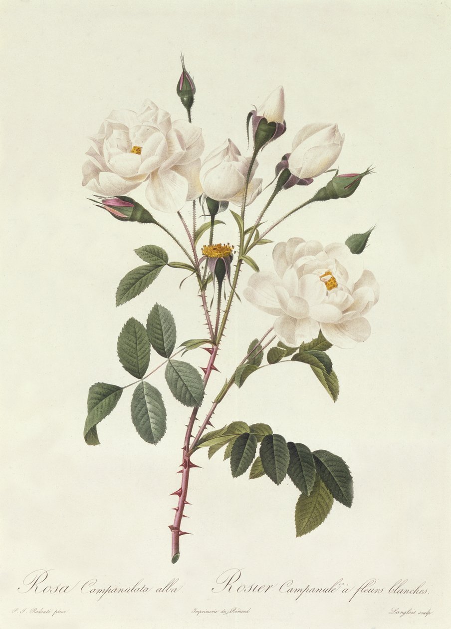 Rosa Campanulata Alba od Pierre Joseph Redouté