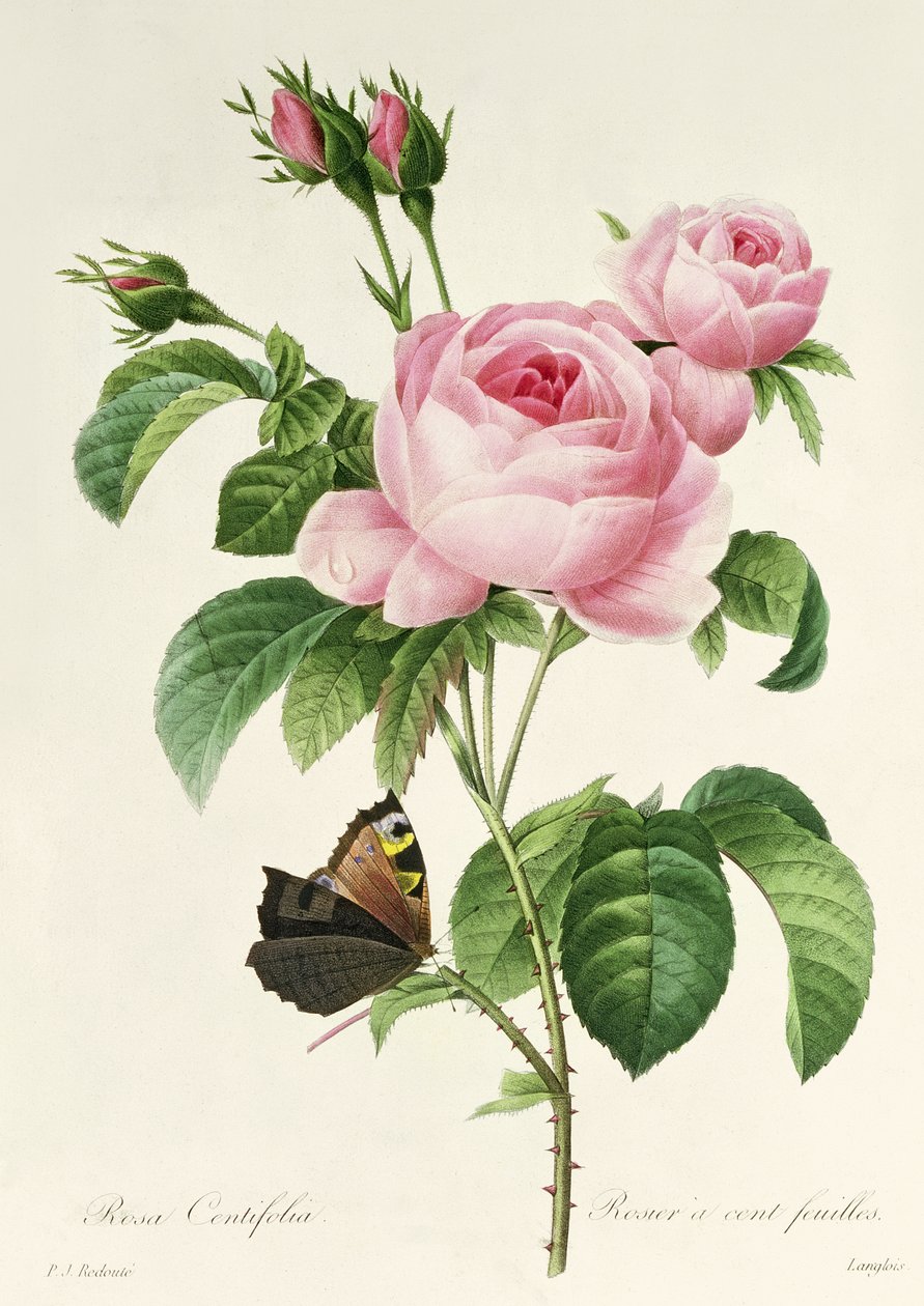 Rose Centifolia od Pierre Joseph Redouté