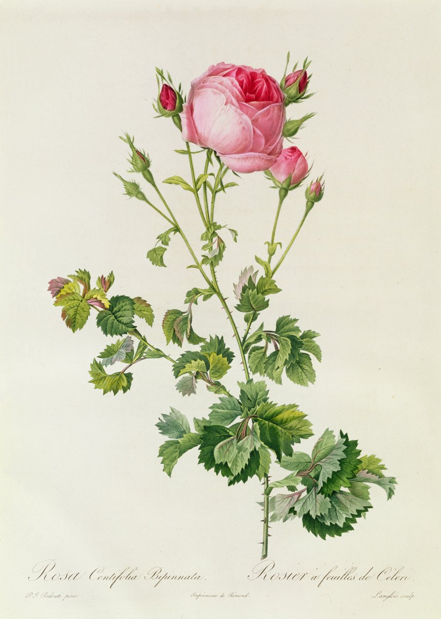 Rosa Centifolia Bipinnata od Pierre Joseph Redouté