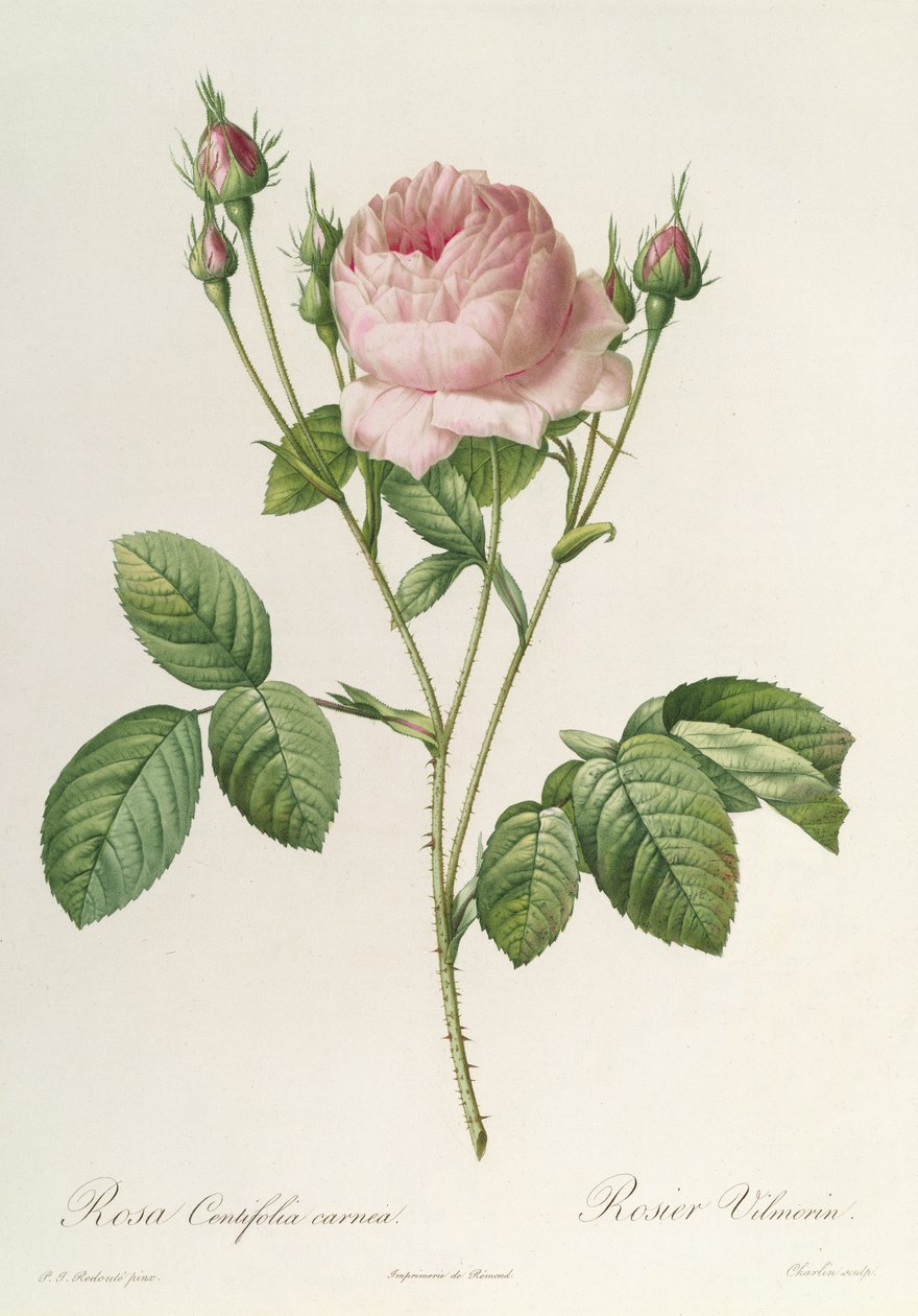 Rosa Centifolia Carnea, z 