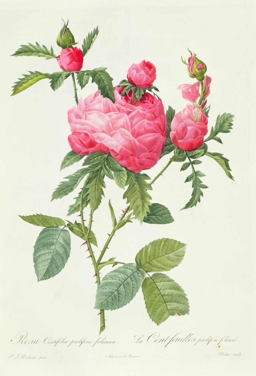 Rosa Centifolia Prolifera Foliacea od Pierre Joseph Redouté