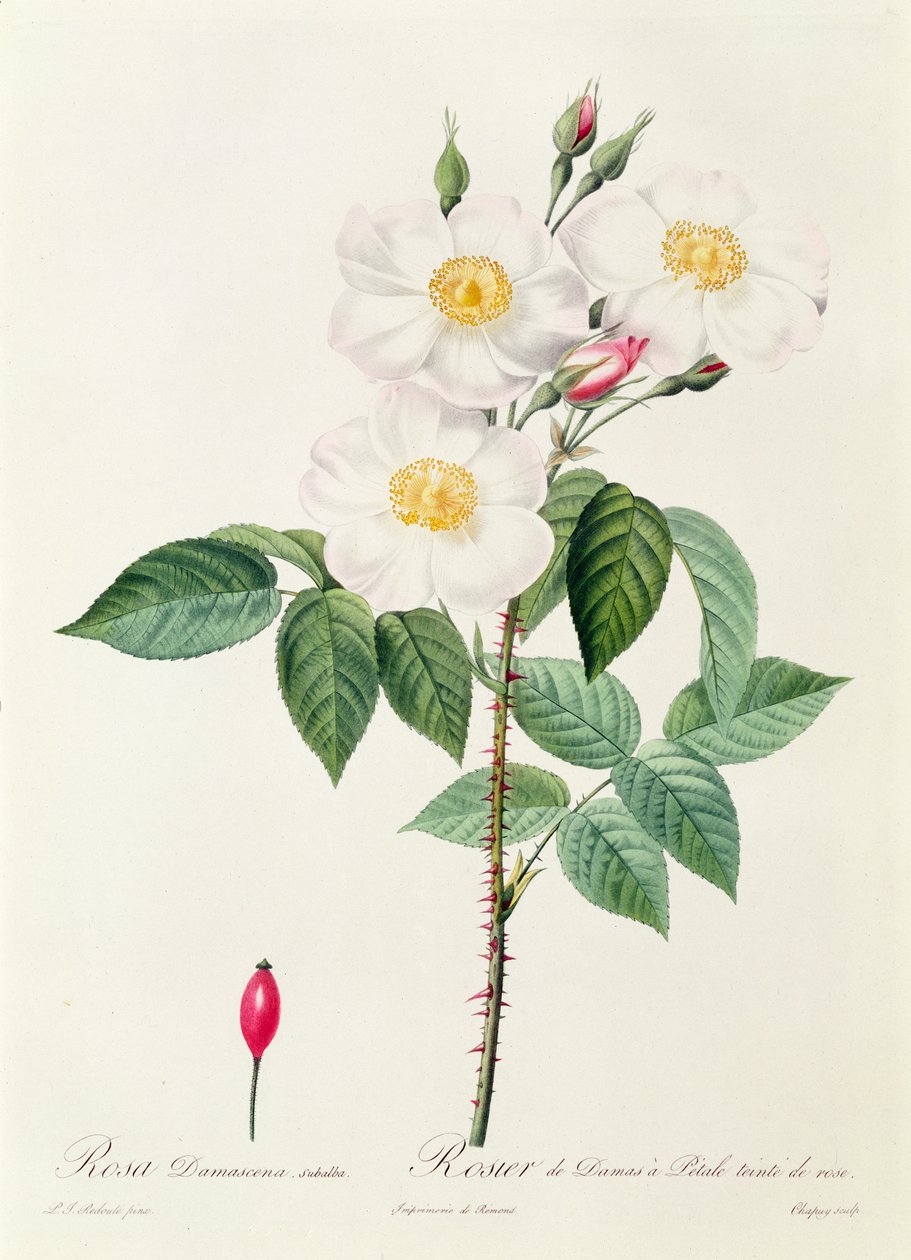 Rosa Damascena Subalba od Pierre Joseph Redouté