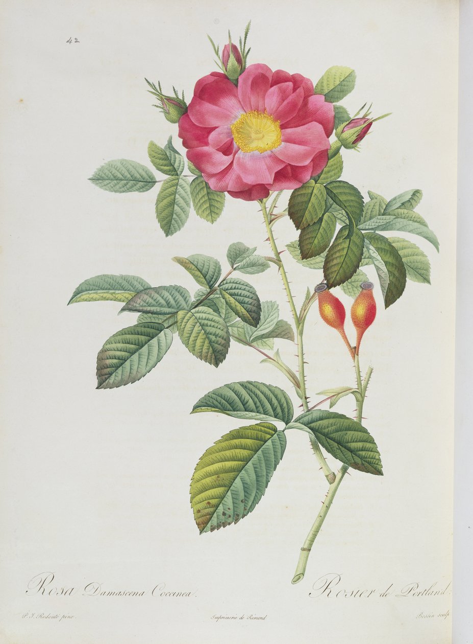 Rosa Damascena z 