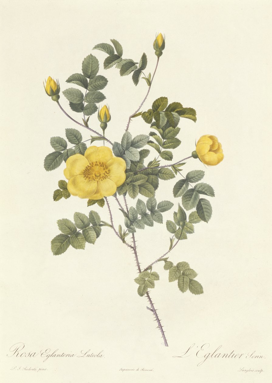 Rosa Eglanteria Luteola od Pierre Joseph Redouté
