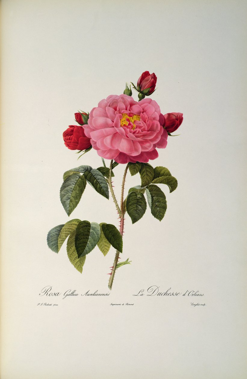 Rosa Gallica Aurelianensis nebo vévodkyně z Orleans z, 