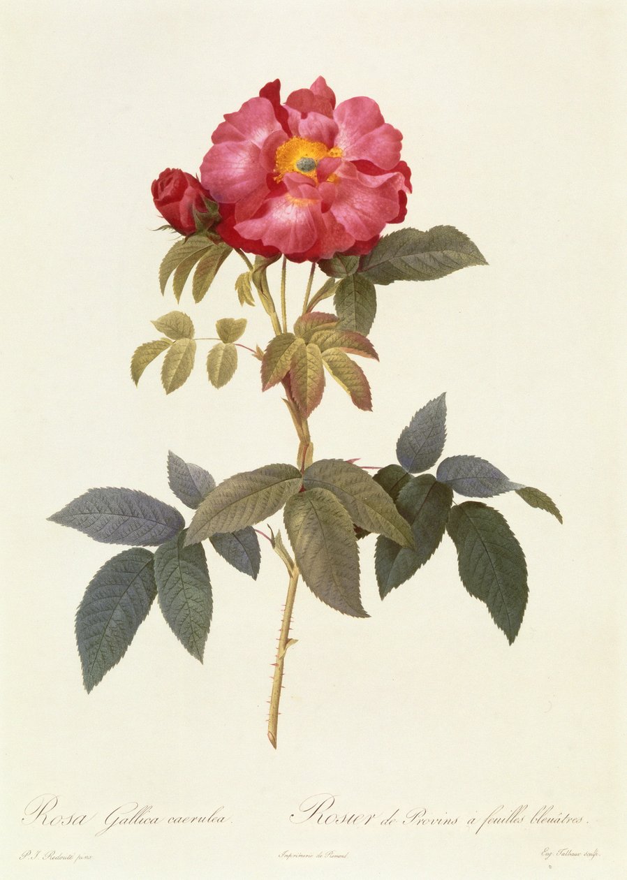 Rosa Gallica Caerulea od Pierre Joseph Redouté