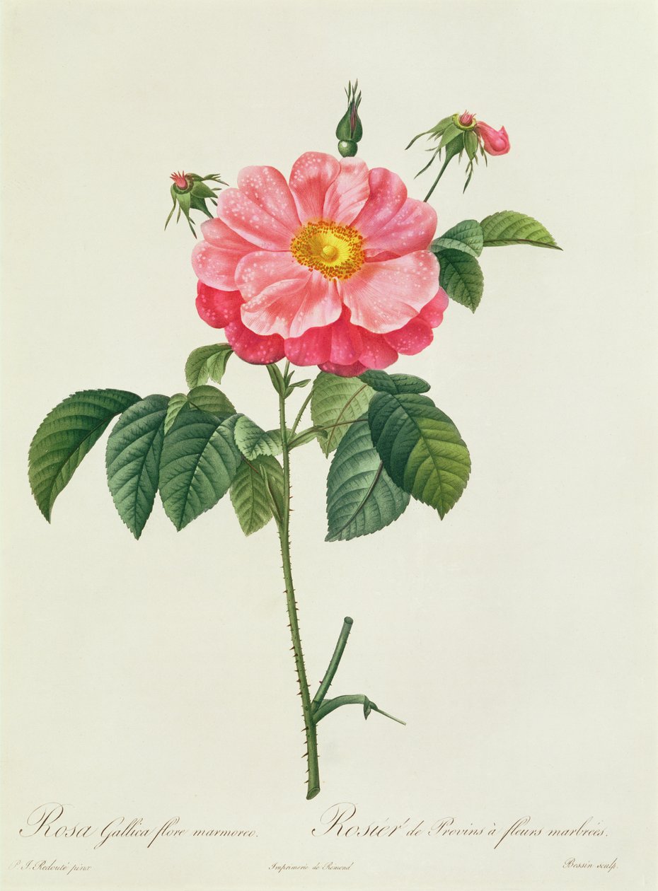 Rosa Gallica Flore Marmoreo od Pierre Joseph Redouté