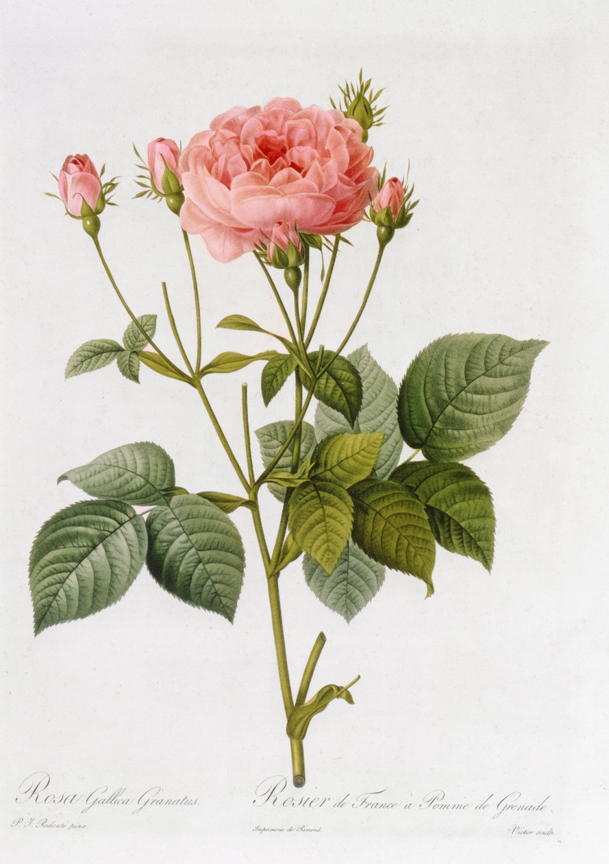 Rosa Gallica Granatus, z ‚Les Roses‘, díl II, 1821 od Pierre Joseph Redouté