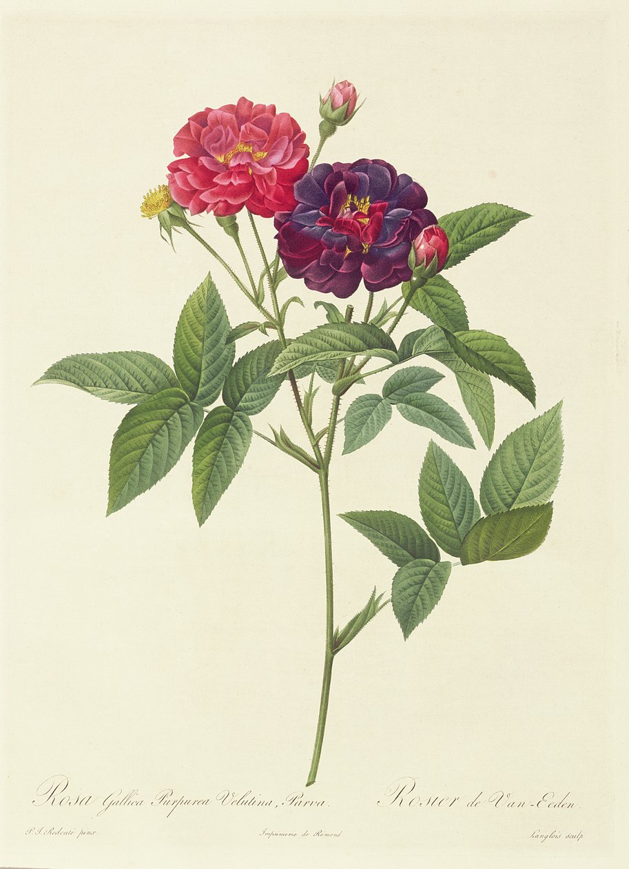 Rosa Gallica Purpurea Velutina, Parva od Pierre Joseph Redouté