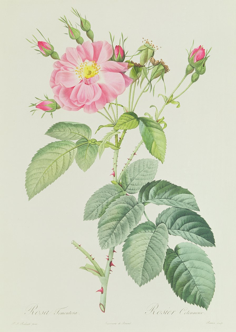 Růže Francouzská Rosea Flora od Pierre-Joseph Redouté