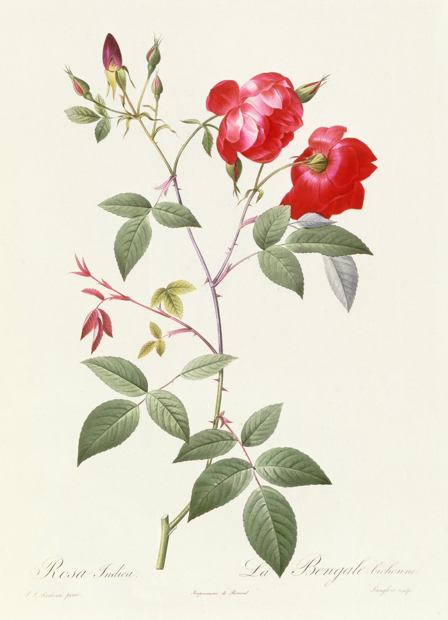 Indica Pink od Pierre-Joseph Redouté