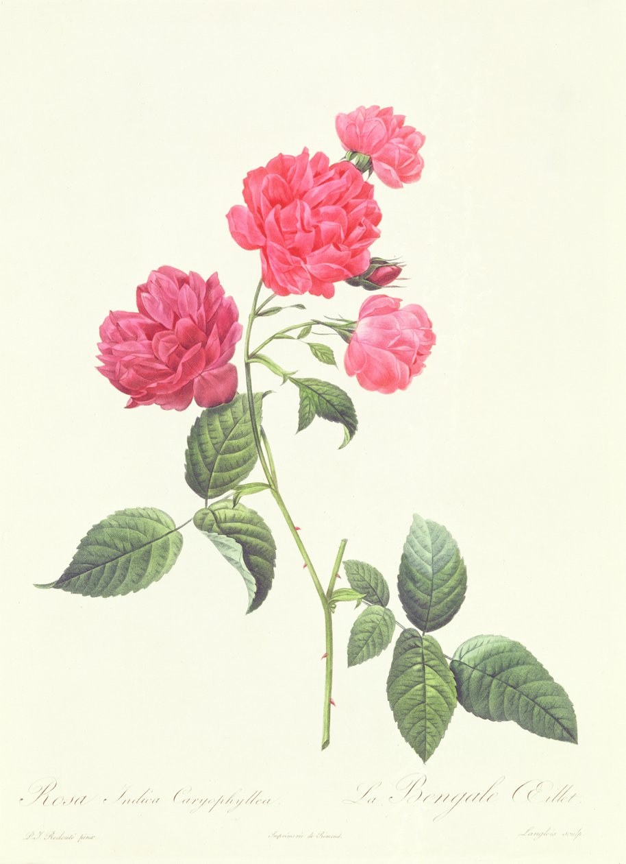 Rosa Indica Caryophyllea od Pierre Joseph Redouté
