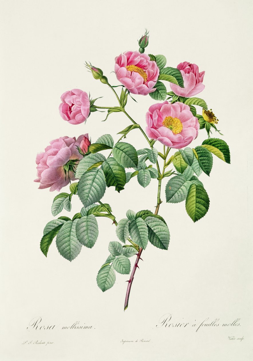 Rosa Mollissima, z knihy "Les Roses" od Clauda Antoina Thoryho (1757-1827), vyryl Victor, 1817 od Pierre Joseph Redouté