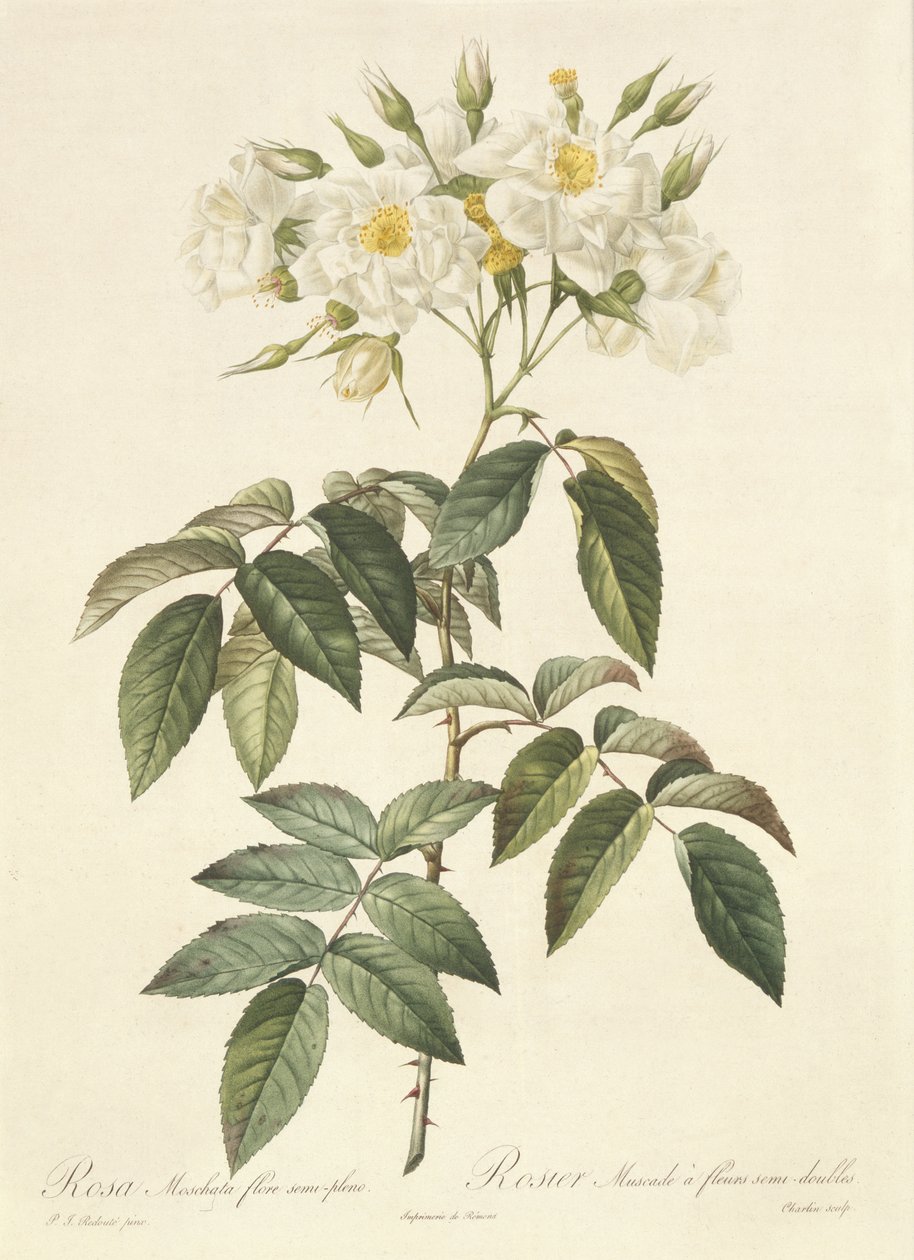 Rosa Moschata Flora Semi-Pleno od Pierre Joseph Redouté