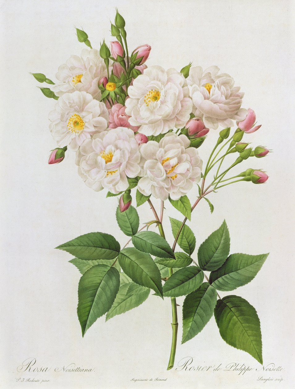 Rosa Noisettiana, z Les Roses, 19. století, 9 kolorovaná rytina) od Pierre-Joseph Redouté